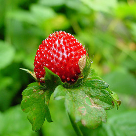 David Bechtol: 'Wild Strawberry', 2007 Color Photograph, nature. 