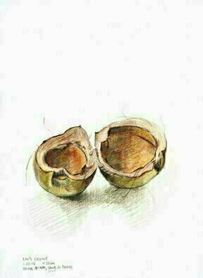 Lou Posner: 'Coconut Shell Puerto Rico', 2010 Pencil Drawing, Botanical.  I found this coconut shell on the beach in Puerto Rico and took it back to the lodgings to make some art of it.  Colored pencil on paper...