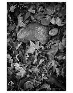 Eddie Ostrowski: 'Rock and Leafs', 2014 Black and White Photograph, Still Life. 