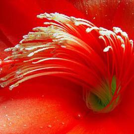 Elio Morandi: 'red flower', 2004 Color Photograph, Figurative. Artist Description: sticked on alluminiumsize on request...