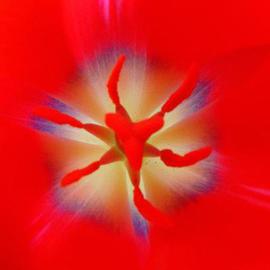 Elio Morandi: 'tulip 2004', 2004 Color Photograph, Figurative. Artist Description: sticked on alluminiumsize on request...
