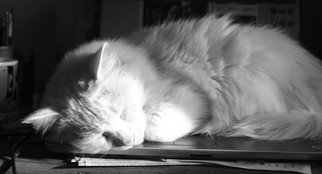 Evie Tirado: 'sleeping in the sun', 2018 Black and White Photograph, Cats. a black and white digital photograph of a white cat asleep on laptop...