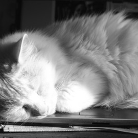 Evie Tirado: 'sleeping in the sun', 2018 Black and White Photograph, Cats. Artist Description: a black and white digital photograph of a white cat asleep on laptop...