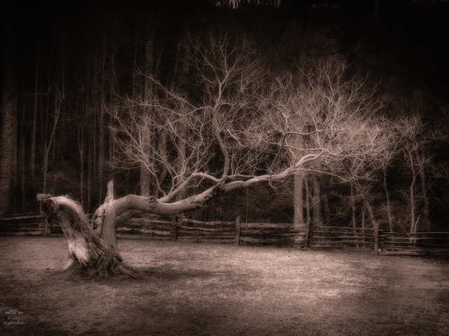 Artist Falcon None. 'Tree In Winter' Artwork Image, Created in 2015, Original Photography Digital. #art #artist