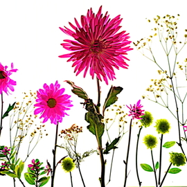 Db Jr: 'fields of flowers', 2018 Digital Photograph, Botanical. Artist Description: FLOWERS, FIELDS, SPRING , ...