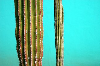 Harvey Horowitz: 'Cabo Cactus Duo', 2006 Color Photograph, Southwestern.  Cabo Cactus Duo 36