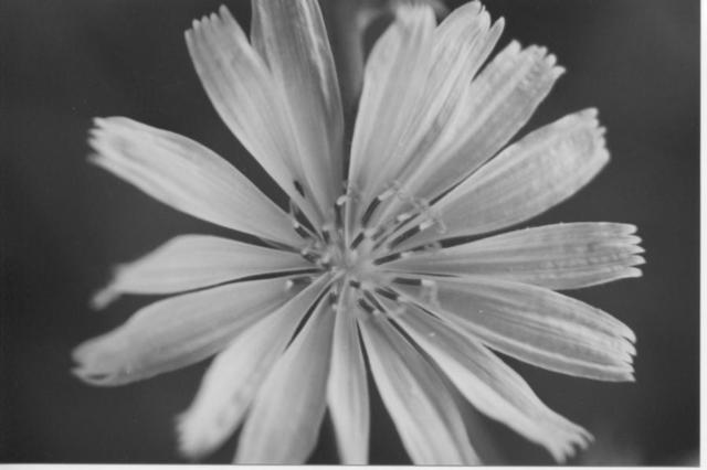 James Peer  'Flower', created in 2003, Original Photography Black and White.