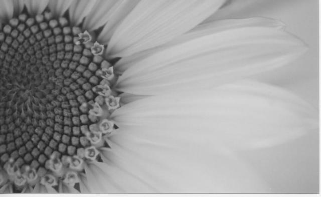 Artist James Peer. 'Sunflower' Artwork Image, Created in 2003, Original Photography Black and White. #art #artist