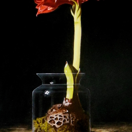 amaryllis in glass jar By Jan Teunissen