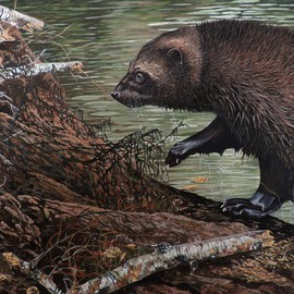 Beaver hunt By Jeff Cain