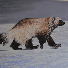 Kamchatka winter wolverine By Jeff Cain