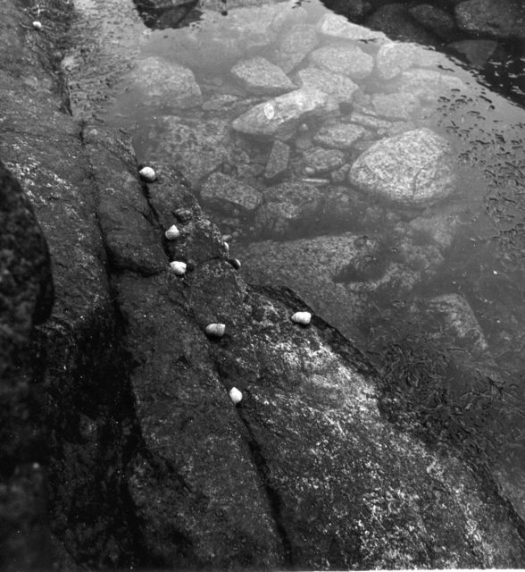Judith Dernburg  'Rocks And Limpets', created in 2012, Original Photography Black and White.