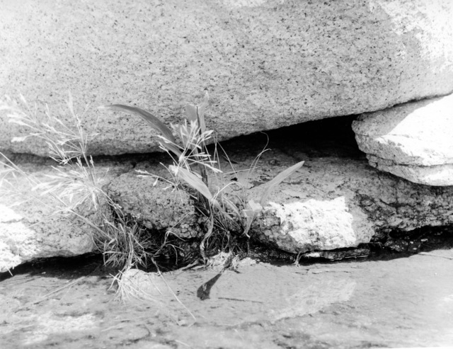 Judith Dernburg  'Rocks And Reads', created in 2012, Original Photography Black and White.