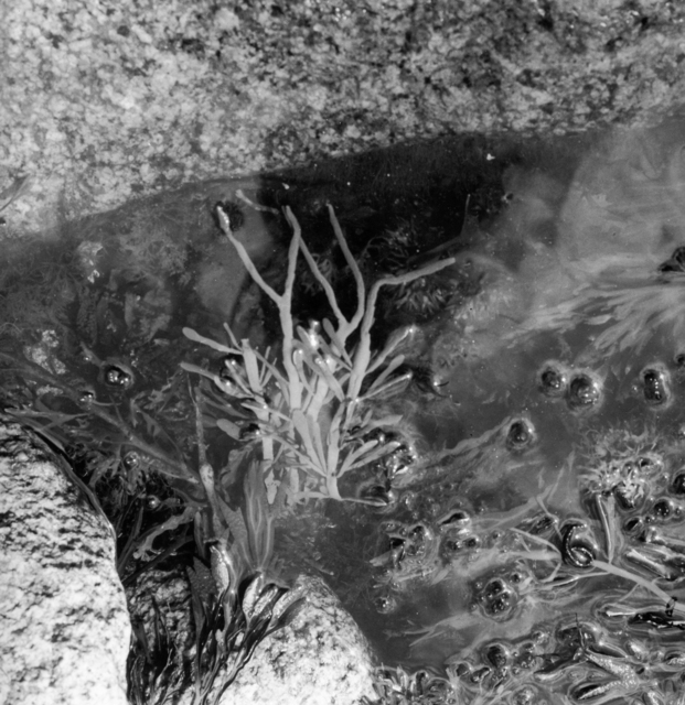 Artist Judith Dernburg. 'Seaweed And Shining Rocks' Artwork Image, Created in 2012, Original Photography Black and White. #art #artist