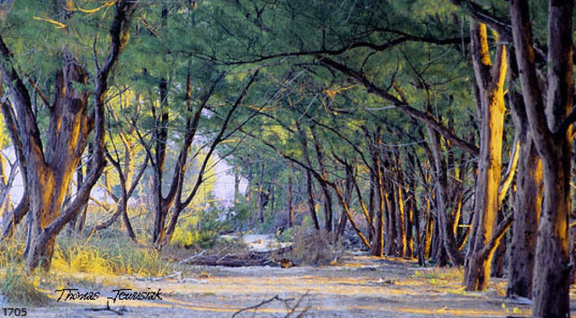 Thomas Jewusiak  'Beach Woods 2', created in 2006, Original Painting Oil.