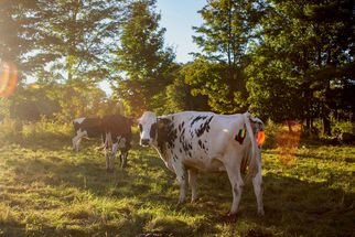 Jocelynn Grabowski: 'cow farm', 2019 Digital Photograph, Farm. Went to a farm down the road from me and took photos of the cows. ...