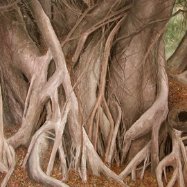 Banyan Tree Trunks By Jim Morin