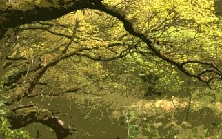 Joan Shannon: 'Breen wood', 2012 Color Photograph, Landscape.    Breen, wood, oak, tree, trees, colour, color, arching, light       ...