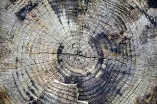 Joan Shannon: 'Tree cross section showing rings', 2011 Color Photograph, Landscape.  tree, ring, wood, woods, woodland, ireland, country,   ...