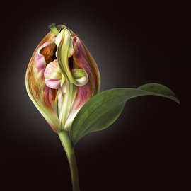 Jo Francis Van Den Berg: 'jf flowerart lily 10', 2019 Digital Photograph, Floral. Artist Description: Inside of a Lilyprinted on HahnemA1/4hle Fine Art Print paperLarger sizes on demand...