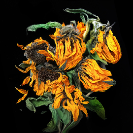 Jo Francis Van Den Berg: 'jf sunflower04', 2019 Digital Photograph, Floral. Artist Description: Vanishing sunflowersprinted on HahnemA1/4hle Fine Art Print paperLarger sizes on demand...