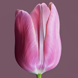 Jo Francis Van Den Berg: 'jf tulip 75', 2018 Digital Photograph, Floral. Artist Description: Pink Tulip closedprinted on HahnemA1/4hle Fine Art Print paperLarger sizes on demand...