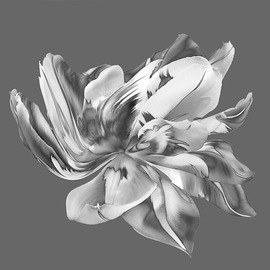 Jo Francis Van Den Berg: 'jf tulip bw 02', 2019 Digital Photograph, Floral. Artist Description: Dancing Tulip black whiteprinted on HahnemA1/4hle Fine Art Print paperLarger sizes on demand...