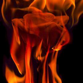 Flaming Rose By Jon Glaser