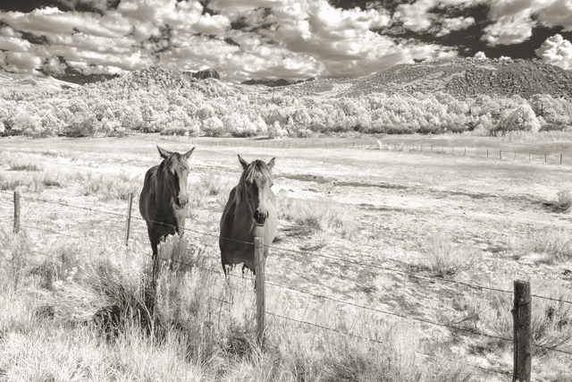 Artist Jon Glaser. 'My Two Friends' Artwork Image, Created in 2014, Original Photography Infrared. #art #artist