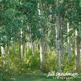 Jill Sneidman: 'into the woods', 2015 Color Photograph, nature. Artist Description: Crested Butte, Colorado...