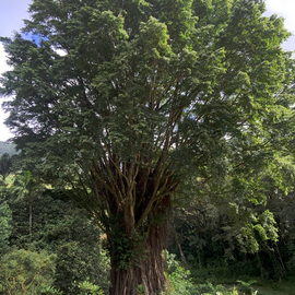 Kathryn Long: 'lahaina banyan tree', 2022 Digital Photograph, Travel. Artist Description: This is a photo I took on a hike up to a waterfall in Oahu, Hawaii on my tip out there in July of 2022. Before the hike was this beautiful, tall Lahaina Banyan tree. The trunk looking like it was all roots was stunning and unlike anything ...