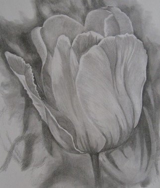 Ken Hovren: 'Tulip', 2008 Pencil Drawing, Floral.  Graphite ...