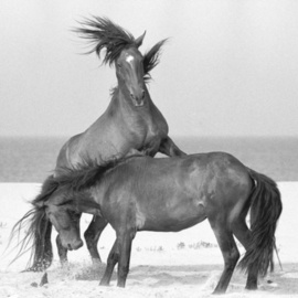 Kathryn Neely: 'fury', 1994 Black and White Photograph, Animals. Artist Description: Far from the East Coast of Canada, cast ashore or abandoned by sailors long ago, a small herd of wild horses has managed to thrive, untouched by man, in an austere, unforgiving environment that offers not a single sheltering tree and just grass and rainwater ponds for sustenance....
