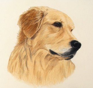 Diane Kopczeski: 'Isaac', 2011 Pencil Drawing, Dogs.    Colored pencil drawing, done from your photo.   ...