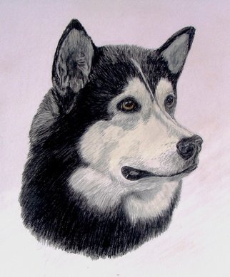 Diane Kopczeski: 'Murray', 2012 Pencil Drawing, Dogs.                Colored pencil drawing, done from your photo.               ...