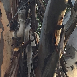 Luise Andersen: '2016 January PRECIOUS  EUCALYPTUS TREES details ', 2016 Color Photograph, Abstract. Artist Description:  TREASURE OUR TREESaEUR| THEY HAVE IMMENSE ENERGIES. . THIS LIFE FORM IS PRECIOUS. . ALSO IN THEIR 'GIVING' aEUR|2016 January 20- 21- aEUR| daughter inspired for this walk . . and drew me to the very old Eucalyptus trees. . these images are mostly from one of. . in this series, about 30 images from ...