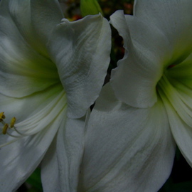 Luise Andersen: 'AMARYLLIS  In Paulines Sanctuary two', 2007 Color Photograph, Floral. 