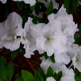 Luise Andersen: 'AZALEA I', 2008 Color Photograph, Floral. Artist Description:  THIS SHRUB IS STRIKING IN BLOOM- IN ANY COLOR. . HAVE NOT SEEN IT IN SUCH PRISTINE WHITE BEFORE. . BUT ON EXIT FROM GOLF CLUB - SHOOT OF TOURNAMENT- THE WHITE JUST WAS SO INCREDIBLE- SHAPE. . ALSO ENJOY THE LEAVES, REDDISH STEMS AND OTHER- AND THE LIGHT WAS JUST SO ...