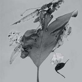 Luise Andersen: 'Abstract in Nature ENCHANTMENT AFLOAT II', 2013 Black and White Photograph, Abstract. Artist Description:    Creatively engaged with this originally color photograph of floating' enchantments' . . the' torn' heart engaged' me. . .' . . . and worked on debris. . colors . . converted into black and white. . adjusted, until it was for my' eyes' perfect. . . is a four view image. . . each has other figures etc. . yet is from SAME. .. . is ...