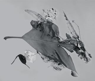 Luise Andersen: 'Abstract in Nature ENCHANTMENT AFLOAT IV', 2013 Black and White Photograph, Abstract.     Creatively engaged with this originally color photograph of floating' enchantments' . . the' torn' heart engaged' me. . .' . . . and worked on debris. . colors . . converted into black and white. . adjusted, until it was for my' eyes' perfect. . . is a four view image. . . each has other figures etc. . yet is from SAME. .. . is a poem...