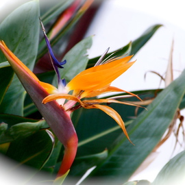 Luise Andersen: 'Bird Of Paradise I OCTTHRTYONEOTWLVE', 2012 Color Photograph, Floral. Artist Description:  viewing this beautiful Exotic Flower. . releases feel of stress. . chaos. . . . . Wish You  Love. . . . Light . . .   Peace. . . * * size for uploading purpose Only. ...