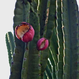 Luise Andersen: 'CACTI  II   SEPTTWTTWOOTHRTN', 2013 Color Photograph, nature. Artist Description:   pictures taken Sept. 21,2013- - walked by this row of giant Cacti. . full of 'fruit' . . . birds / Finches regular guests. . they fly away' chitty chatter' when I take a series with camera. .' camera shy' . . captured a couple of pix with a bird. . was so curious watching me. . or maybe ...