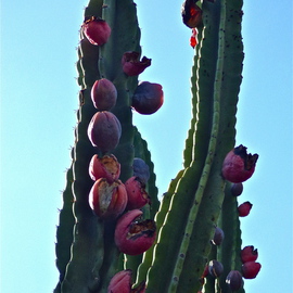 Luise Andersen: 'CACTI  I   SEPTTWTTWOOTHRTN', 2013 Color Photograph, nature. Artist Description:  pictures taken Sept. 21,2013- - walked by this row of giant Cacti. . full of 'fruit' . . . birds / Finches regular guests. . they fly away' chitty chatter' when I take a series with camera. .' camera shy' . . captured a couple of pix with a bird. . was so curious watching me. . or maybe ...