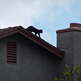Luise Andersen: 'CAT ON THE ROOF TOP I', 2012 Color Photograph, Birds. Artist Description:   . . couple of days ago. . again. . while roaming around the park taking photo shoot of Palm trees . . and Eucalyptus trees. . people. . dogs. . heard this 'miauing' . . eyes followed sound. . and saw two grown younger cats on doorstep. . wanting to be let in. . rain was in the forecast. . and skies had ...