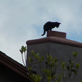 Luise Andersen: 'CAT ON THE ROOF TOP II Chimney I', 2012 Color Photograph, Birds. Artist Description:    . . couple of days ago. . again. . while roaming around the park taking photo shoot of Palm trees . . and Eucalyptus trees. . people. . dogs. . heard this 'miauing' . . eyes followed sound. . and saw two grown younger cats on doorstep. . wanting to be let in. . rain was in the forecast. . and skies had ...