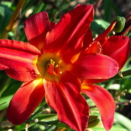 Luise Andersen: 'DAYLILLY  Two  GLENN AND RICHARDS GARDEN', 2007 Color Photograph, Floral. Artist Description:  Intense color. From every angle light hit different, so hues changed with it, even though overall same. Warm intense passion red. Different kind of passion red. ...