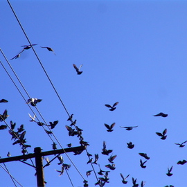 Luise Andersen: 'DOVES IN FLIGHT II  Settling down', 2008 Color Photograph, Birds. Artist Description:  . . there they are. . did their circle and settling back on wires. . coo. . cooing. . ...
