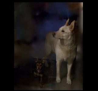 Luise Andersen: 'FLOPSY AND PRECIOUS Behind Glass Door I', 2012 Color Photograph, Dogs.  . . both are behind glass door, outside in the back yard at residence of my dear, longtime friend, Gerda. . . . . .' Flopsy' is the large beautiful Dog. . and Precious the beautiful small one. . have' baby sat' Flopsy  a year ago or so for several days. . she is a great, smart, loving  Dog. . . Precious...