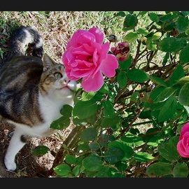 Luise Andersen: 'For The Smile In Your Eyes I', 2012 Color Photograph, Cats. Artist Description:  November 2012- - . . . taken at the Park. . took a series of these beautiful Roses. . and then 'SHE' came. . hmmm. . . captured' another' series of images . .. . smiling. .* * size for uploading purposes only. ...