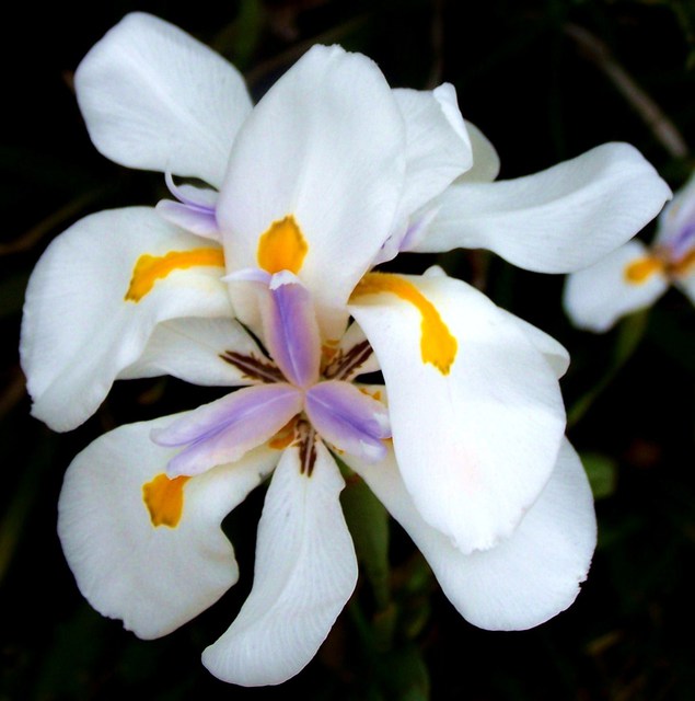 Luise Andersen  'Japanese Water Iris I', created in 2011, Original Fiber.